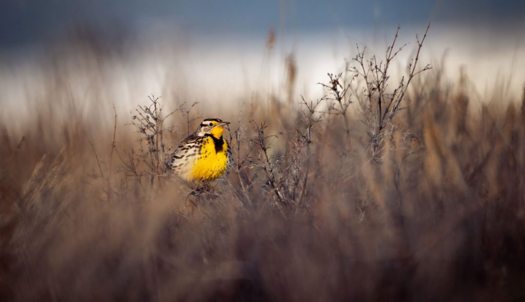 Western Meadowlark in Sagebrush