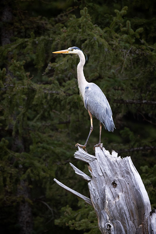 Great Blue Heron on Dead Tree
