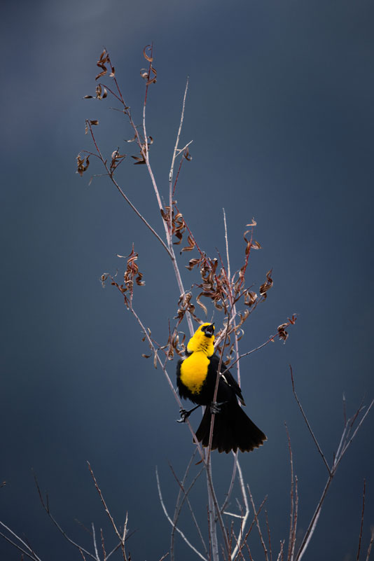 Yellow-Headed Blackbird Calling