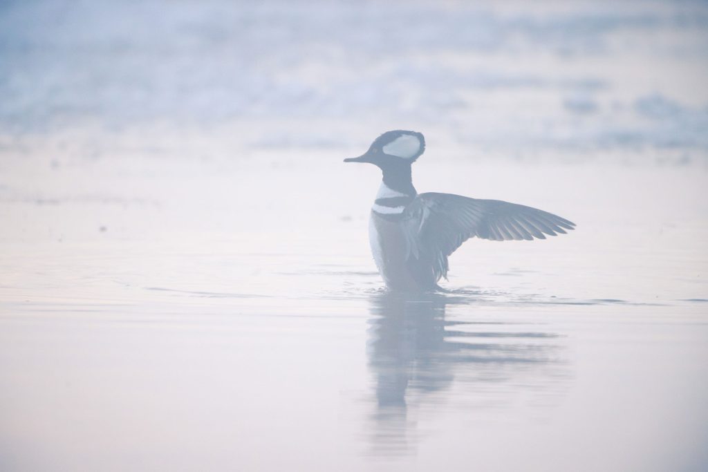 Hooded Merganser in Icy Water