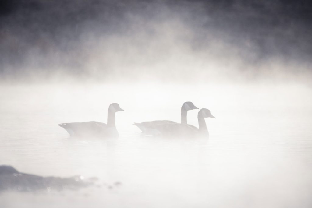 Canada Geese in Steamy Pond