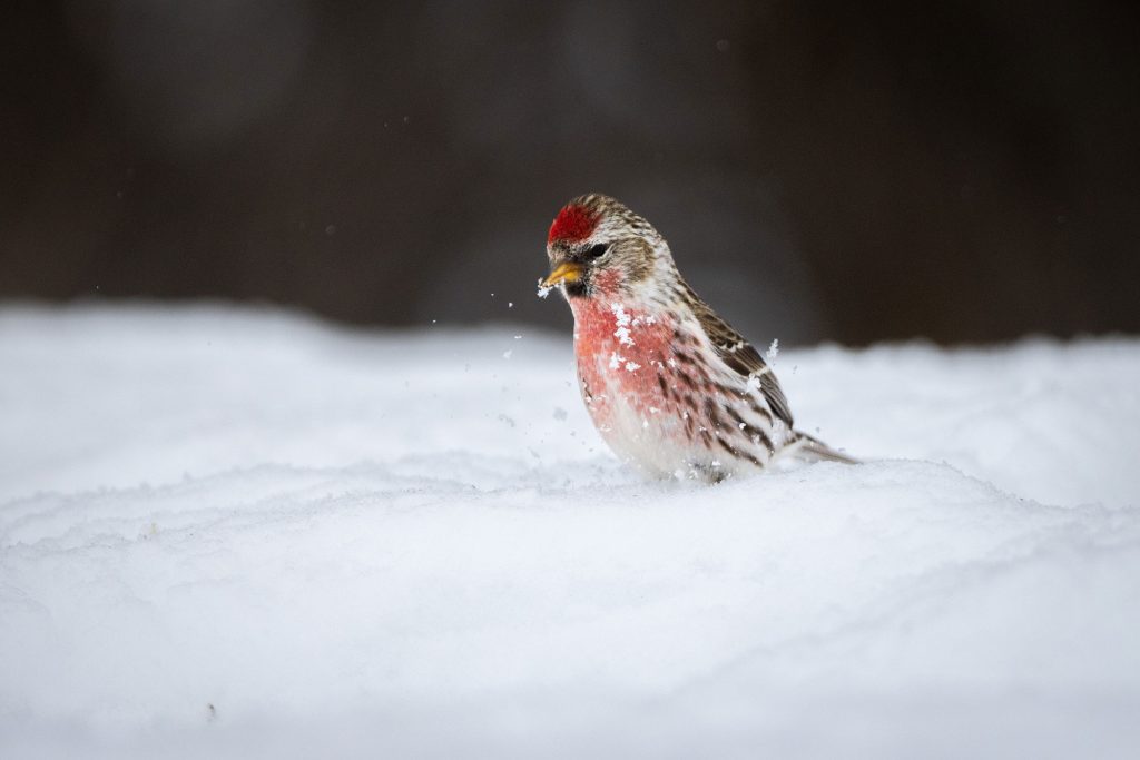 Redpoll in Snow