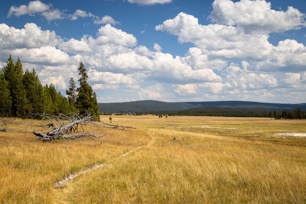 Trail Winding Through Sentinel Meadows
