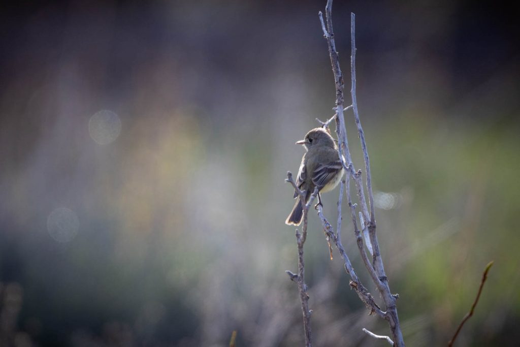 Dusky Flycatcher Looking Out from Perch