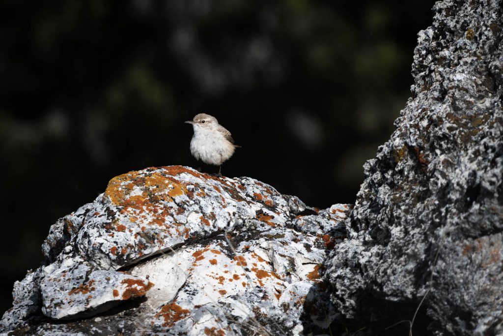 Rock Wren Perched on Rocks