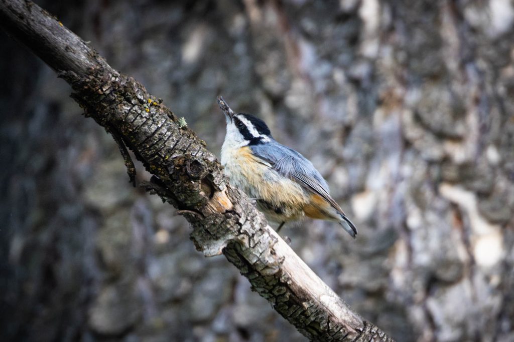 Red-Breasted Nuthatch Looking Up
