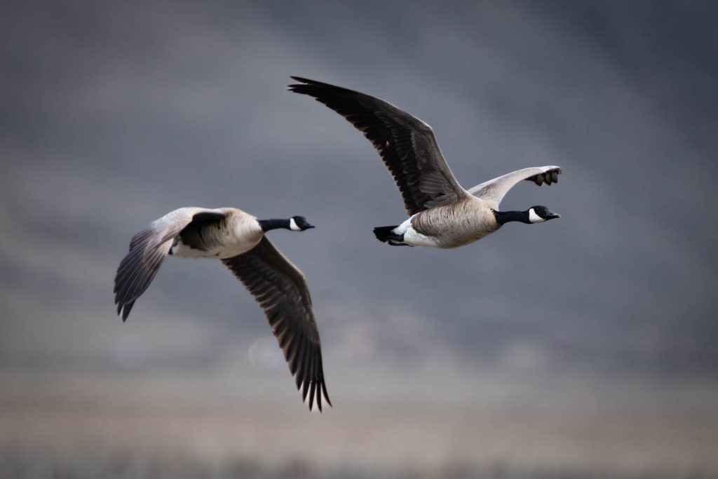 Canada Geese Flying over Landscape