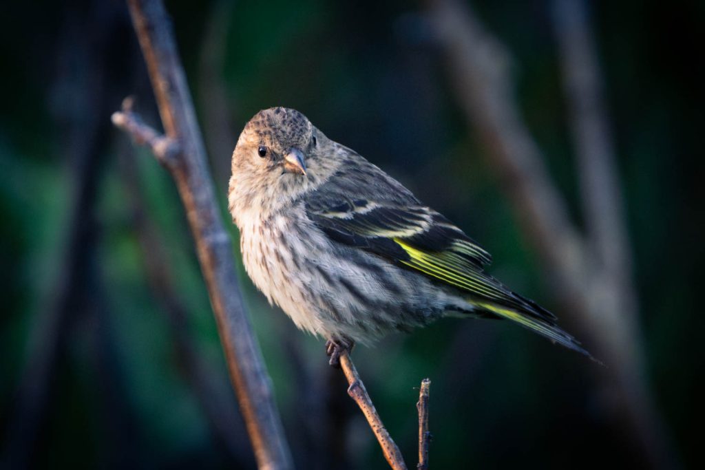 Pine Siskin Perched on Branch