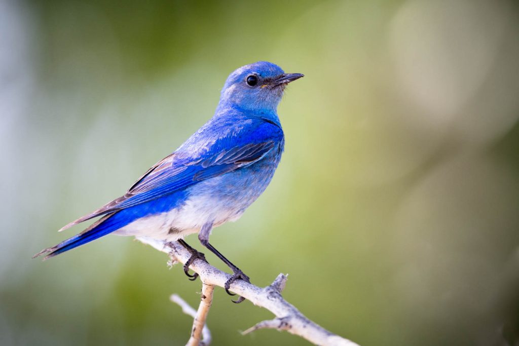 Mountain Bluebird on Perch