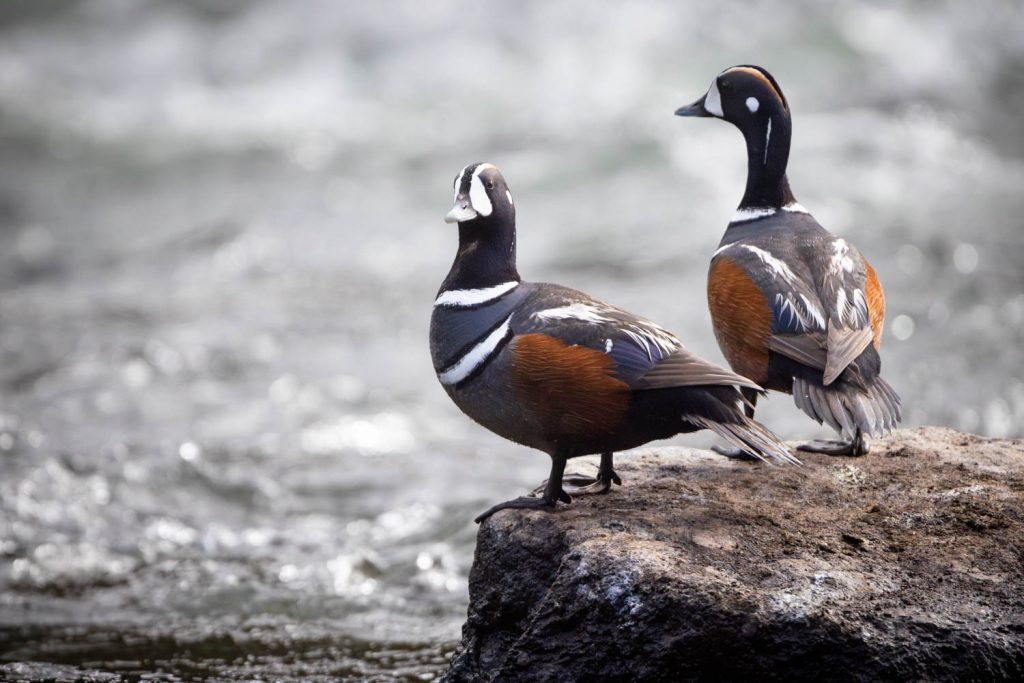 Harlequin Duck Pair on Boulder