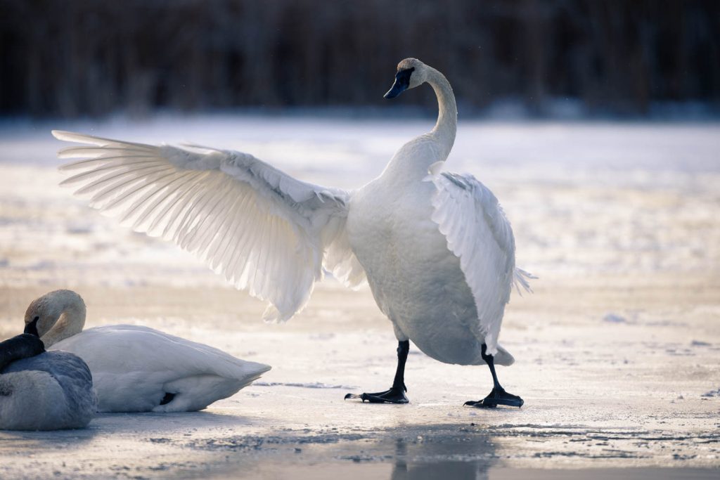 Trumpeter Swans Flapping its Wings on Ice