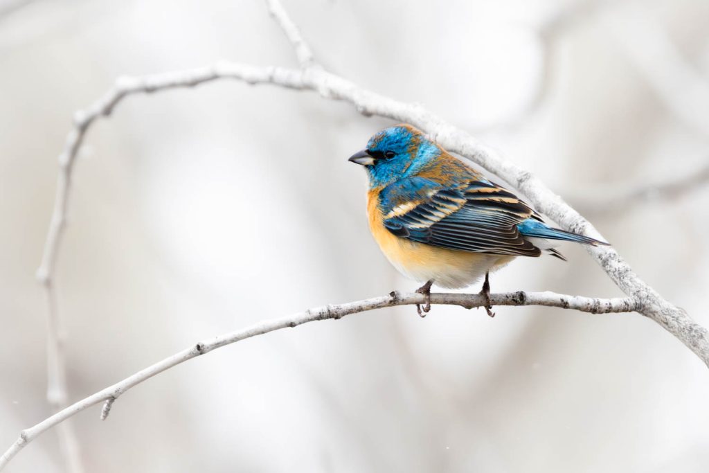 Lazuli Bunting in Tree Branches