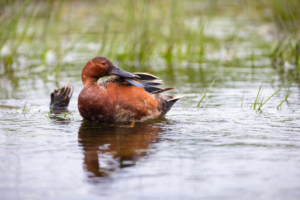 Cinnamon Teal Preening in River